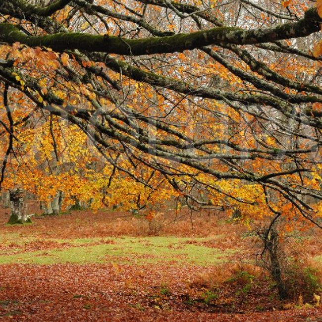 fotógrafos en Vizcaya